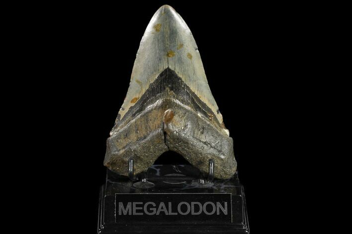 Fossil Megalodon Tooth - North Carolina #119409